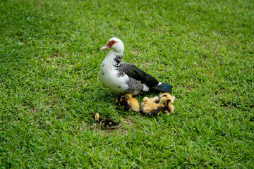 Mother and the ducklings