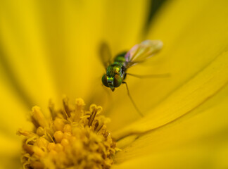 fly on a flower