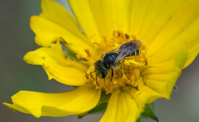 Bee on a flower