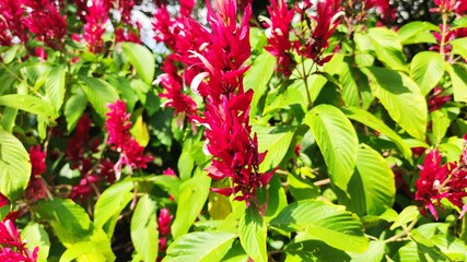 plants and flowers 