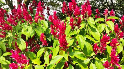 red and yellow tulips