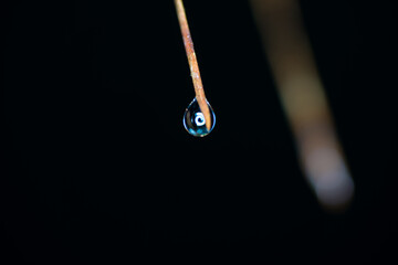 Water droplets on leaves and pine needles