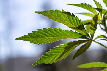 Cannabis Farm Industy