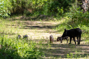 Wild hogs in the forest