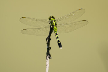 dragonfly on a branch