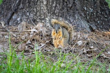 Squirrel 