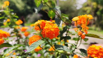 orange flowers in the garden