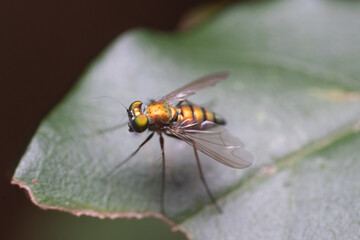 Fly on a leaf