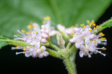 close up of a flower