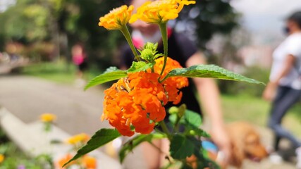flower in the garden