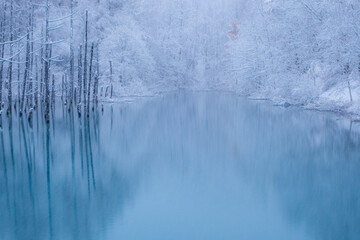 美瑛町 青い池の冬の朝の風景