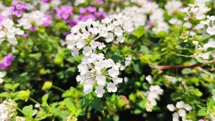 flowers in the garden