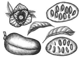 azimine. hand drawing vegetables. vector illustration. sketch.