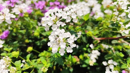 flowers in the garden