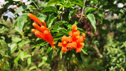 orange and flower