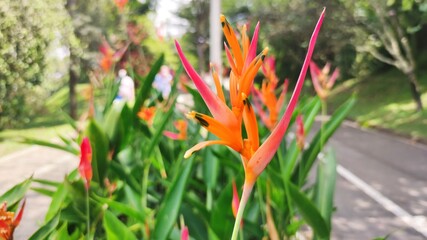 red and yellow flowers