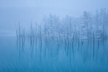 美瑛町 青い池の冬の朝の風景