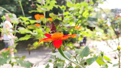 butterfly on flower