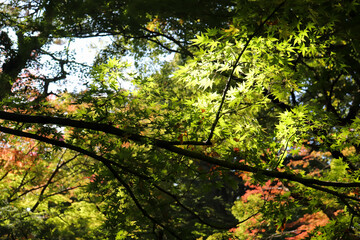 紅葉 モミジ もみじ 青もみじ 涼しげ 初夏 和風