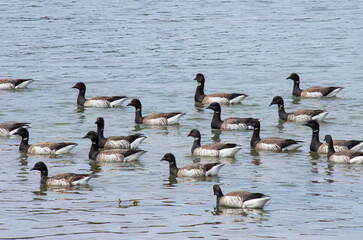 Brants (Branta bernicla) wintering on a Long Island bay.  Copy space.