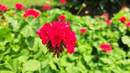 red flowers in the garden