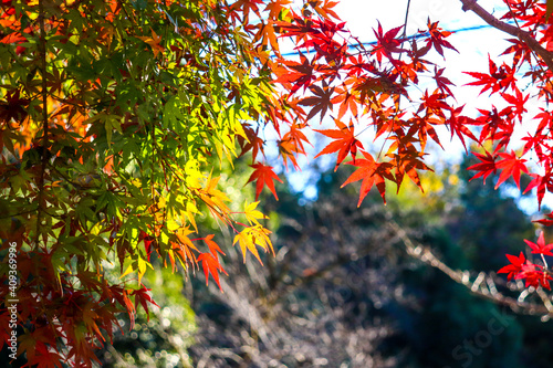 紅葉 モミジ もみじ 青もみじ 美しい 和風 可憐 秋 赤い Wall Mural Mireia