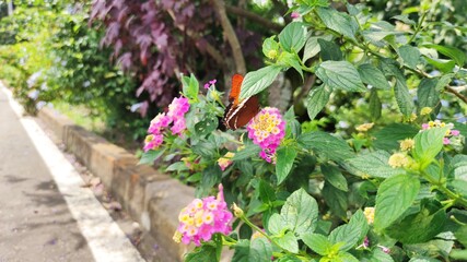 butterfly on a flower