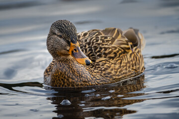 Fototapeta premium 2021-01-29 A LONE FEMALE MALLARD DUCK ON LARSEN LAKE IN BELLEVUE WASHINGTON