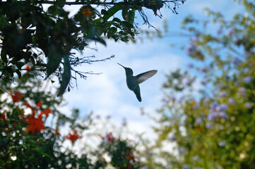 Hummingbird