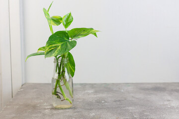 Tanaman Sirih Gading or Devil's ivy plant or epipremnum aurum grow in a bottle with water. Marble pattern with green, yellow gradation color. Isolated background. Copy Space for text.