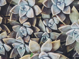 多肉植物 背景素材