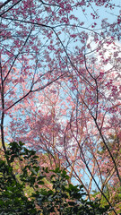 Pink flowers in the summer forest ,In the forest