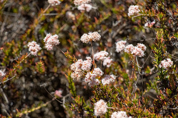 Wild California Flowers