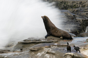 Sea Lion in San Diego California, Waves Crashing into Seal