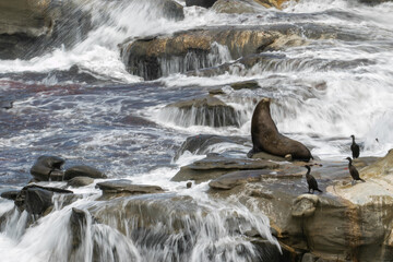 Seal Basking in San Diego, Sea Lion on the Coast of California