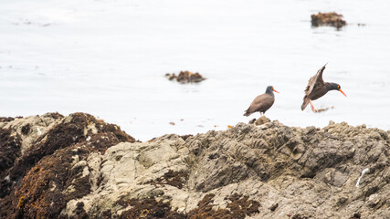 A Flock of Birds in San Luis Obispo County California