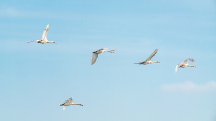 Fototapeta premium A flock of swans in flight