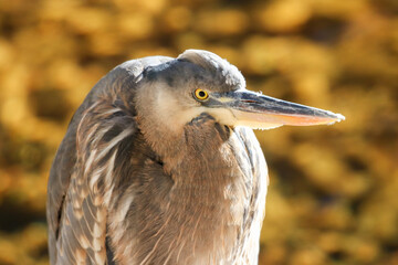 Yosemite National Park Wildlife, Birds of California, Heron