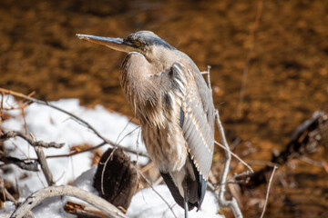 Wildlife in Yosemite NP, Heron Bird Sighting 2015