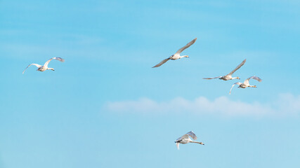Fototapeta na wymiar A flock of swans in flight