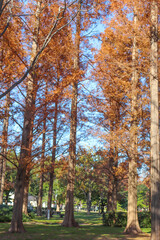 Obraz premium 秋 森 メタセコイヤ 紅葉 公園 美しい 幻想的 きれい