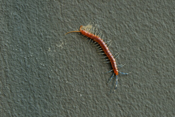 The Giant red Centipede dangerous animal on the floor.