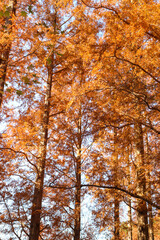 秋 森 メタセコイヤ 紅葉 オレンジ 美しい きれい 穏やか 夕暮れ