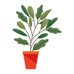 plant with a lot of leaves in a pot