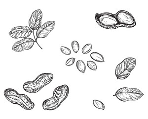 Hand drawn sketch black and white of peanut, leaf, seeds, shell. Vector illustration. Elements in graphic style label, card, sticker, menu, package. Engraved style illustration.