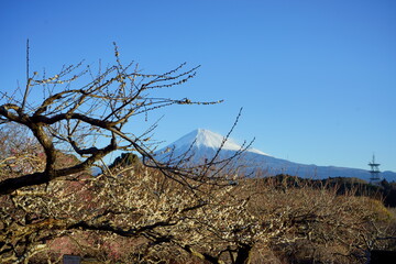 The plum trees are blossoming.