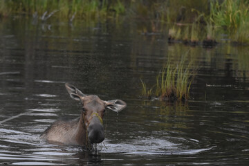 A swarm of mosquitoes hover over a happy moose feeding on aquatic plants in a small Alaska pond.