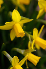 Fototapeta na wymiar yellow flower in the garden