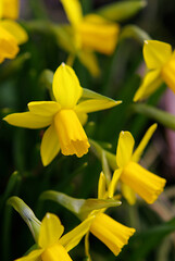 yellow daffodil flower