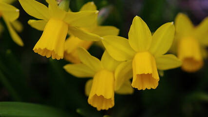 yellow daffodil flowers